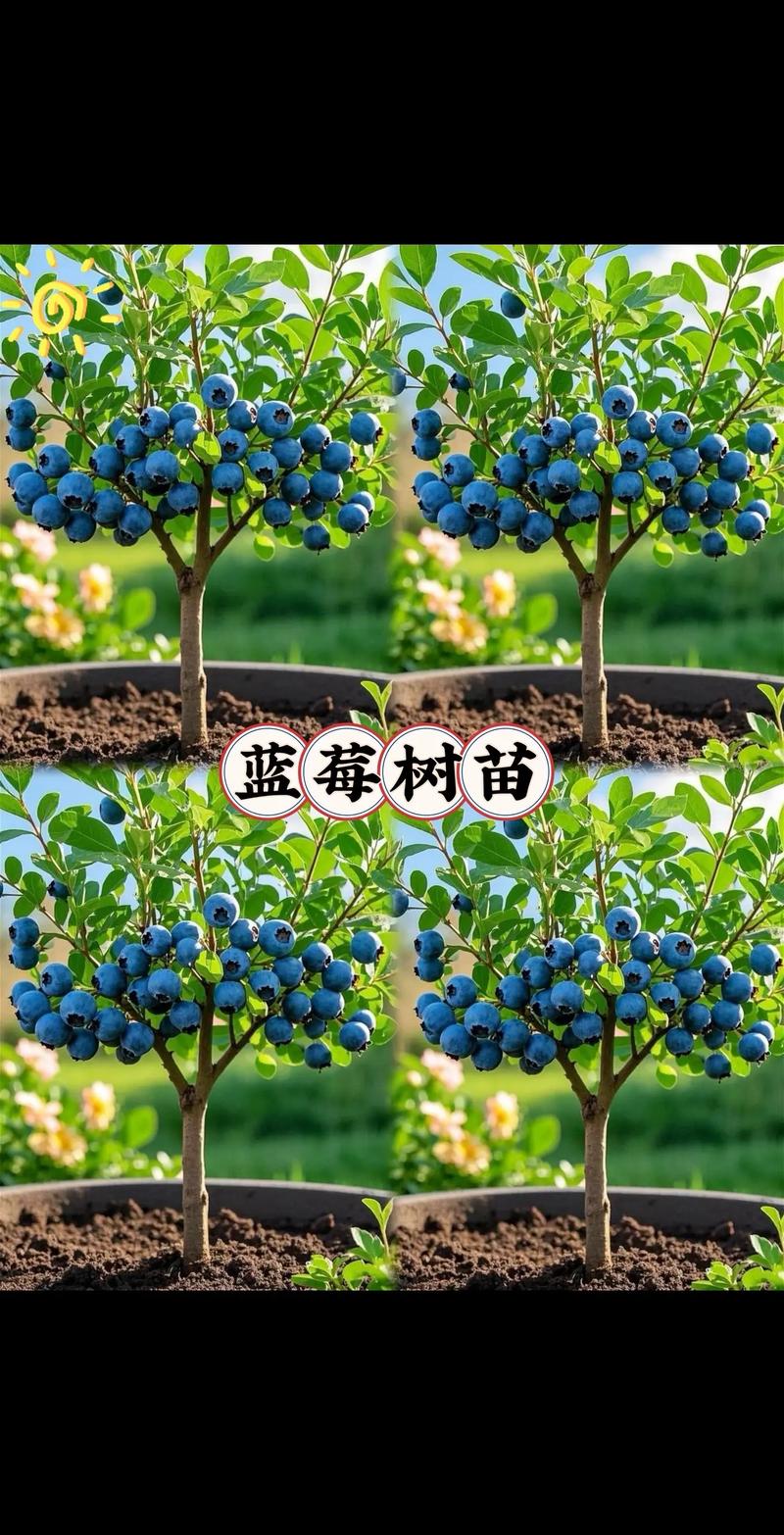选择高丛蓝莓嫁接苗,南方种南高丛,北方种北高丛,第3年挂果,第5年进入盛果期,2026年每亩年纯收益可达1.5-3万元。 总结:2026年蓝莓种植赚钱的3个关键数字