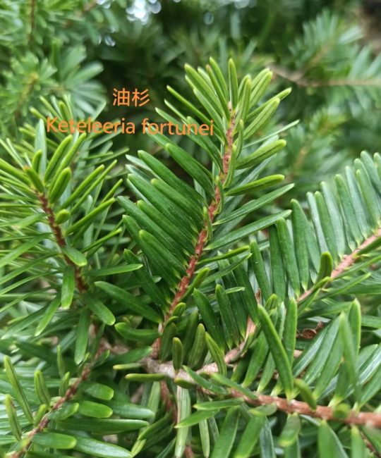 常见的裸子植物有什么？园艺爱好者必知的种类与养护要点
