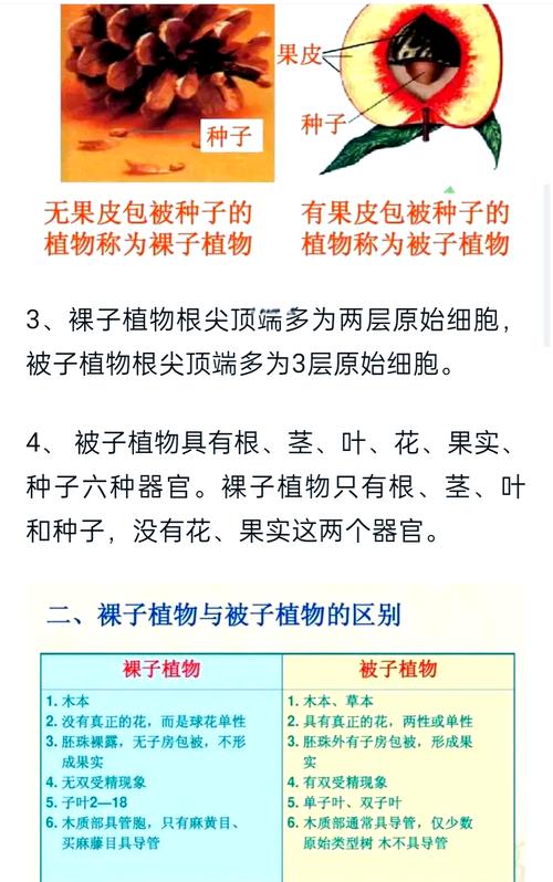 五、其他常见裸子植物