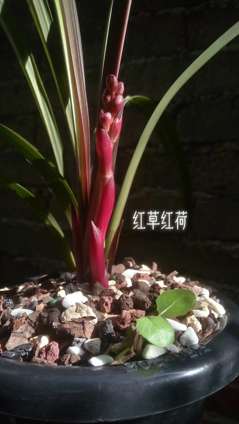 建兰红草红荷养护指南 越冬越夏:冬季防寒控水,夏季通风降温