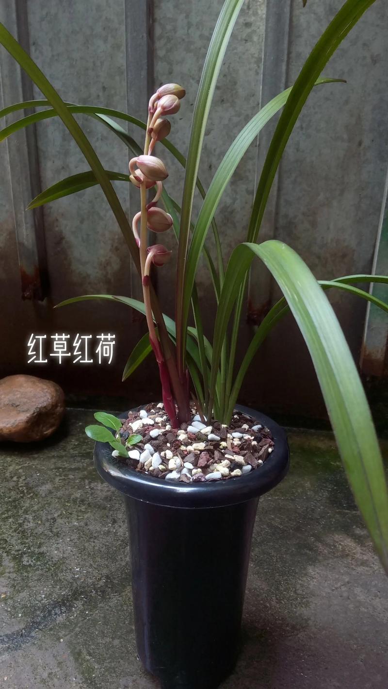 建兰红草红荷养护指南 修剪:花后及时剪除残花,日常清理老叶病叶