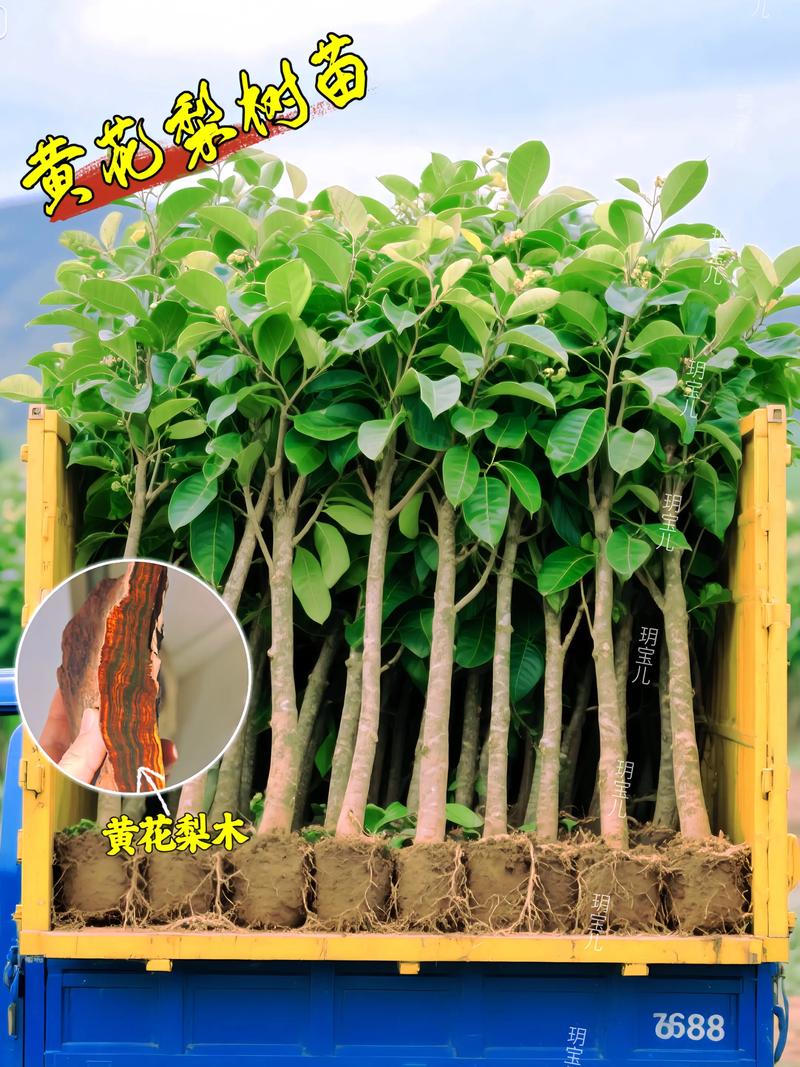 正宗海南黄花梨树苗多少钱一棵?2026年最新价格参考与选购指南 选购咨询指南