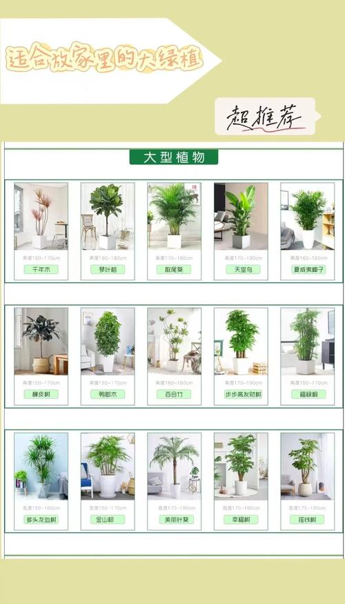 移栽与定植技术