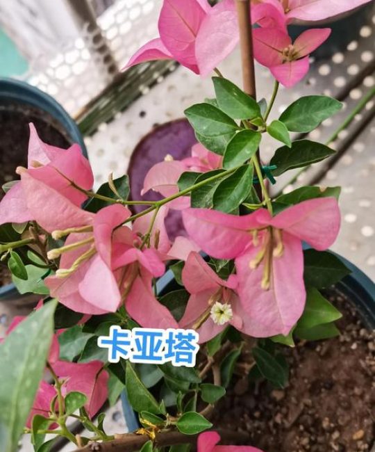 三角梅开花的时候怎么浇水？花期控水保花全攻略