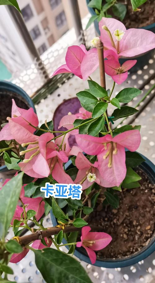 三角梅开花期浇水遵循“宁干勿湿、见干即浇、浇则浇透”