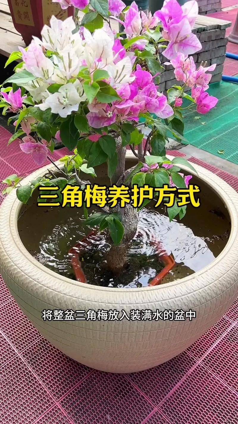 开花期浇水常见误区与纠正