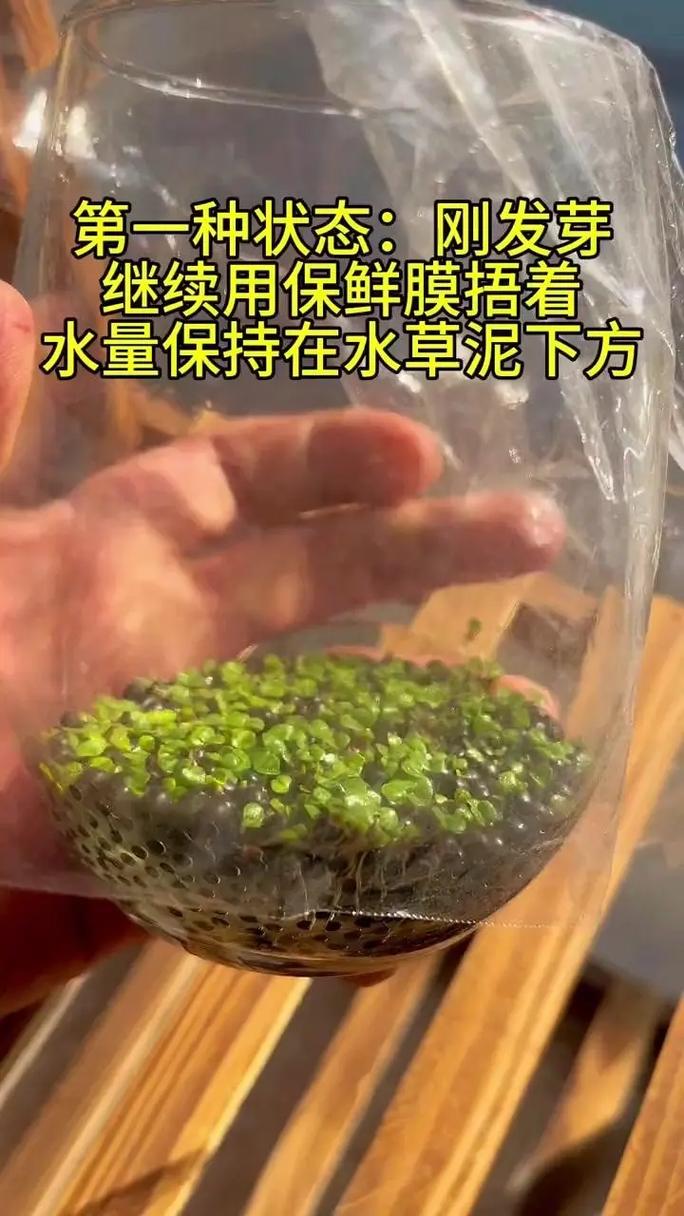 撒完草籽要浇水吗?草籽播种后的正确浇水与养护指南 浇水:播种后保持土壤持续湿润是出苗的基础