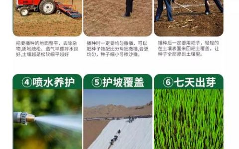 撒完草籽要浇水吗？草籽播种后的正确浇水与养护指南