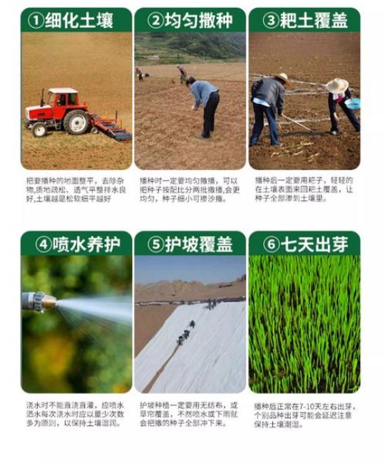 撒完草籽要浇水吗？草籽播种后的正确浇水与养护指南