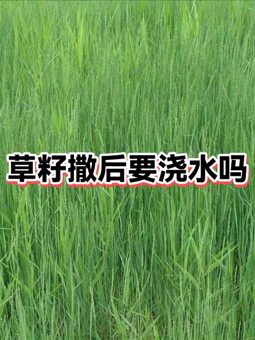 撒完草籽要浇水吗?草籽播种后的正确浇水与养护指南 光照:草籽发芽期需要散射光,出苗后逐步增加日照