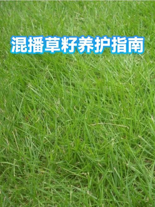 撒完草籽要浇水吗?草籽播种后的正确浇水与养护指南 总结