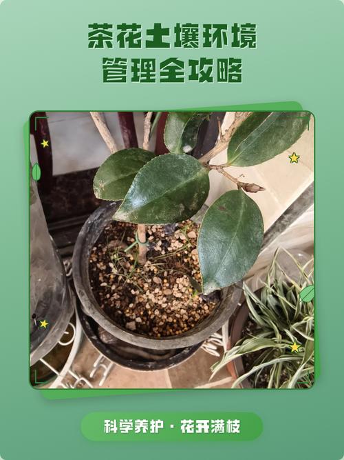 盆栽茶花用什么土?科学配比与养护全攻略 日常养护中如何判断土壤是否合适?