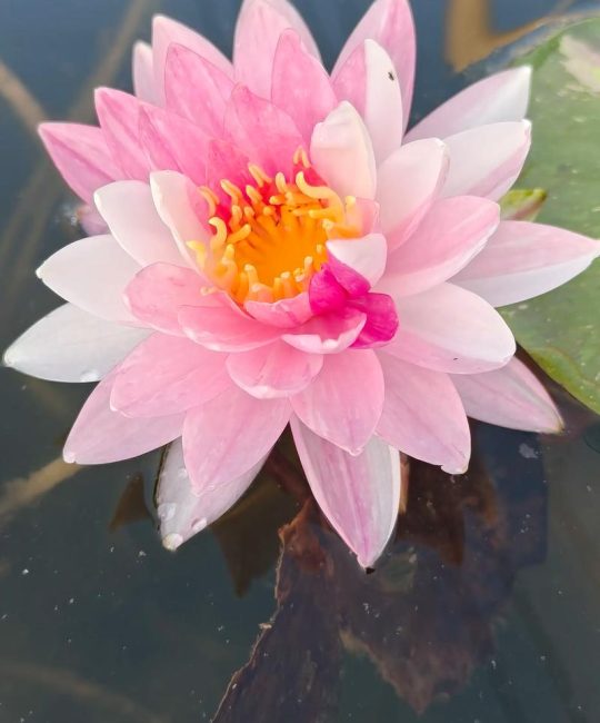睡莲单朵花期与全年观赏期全解析