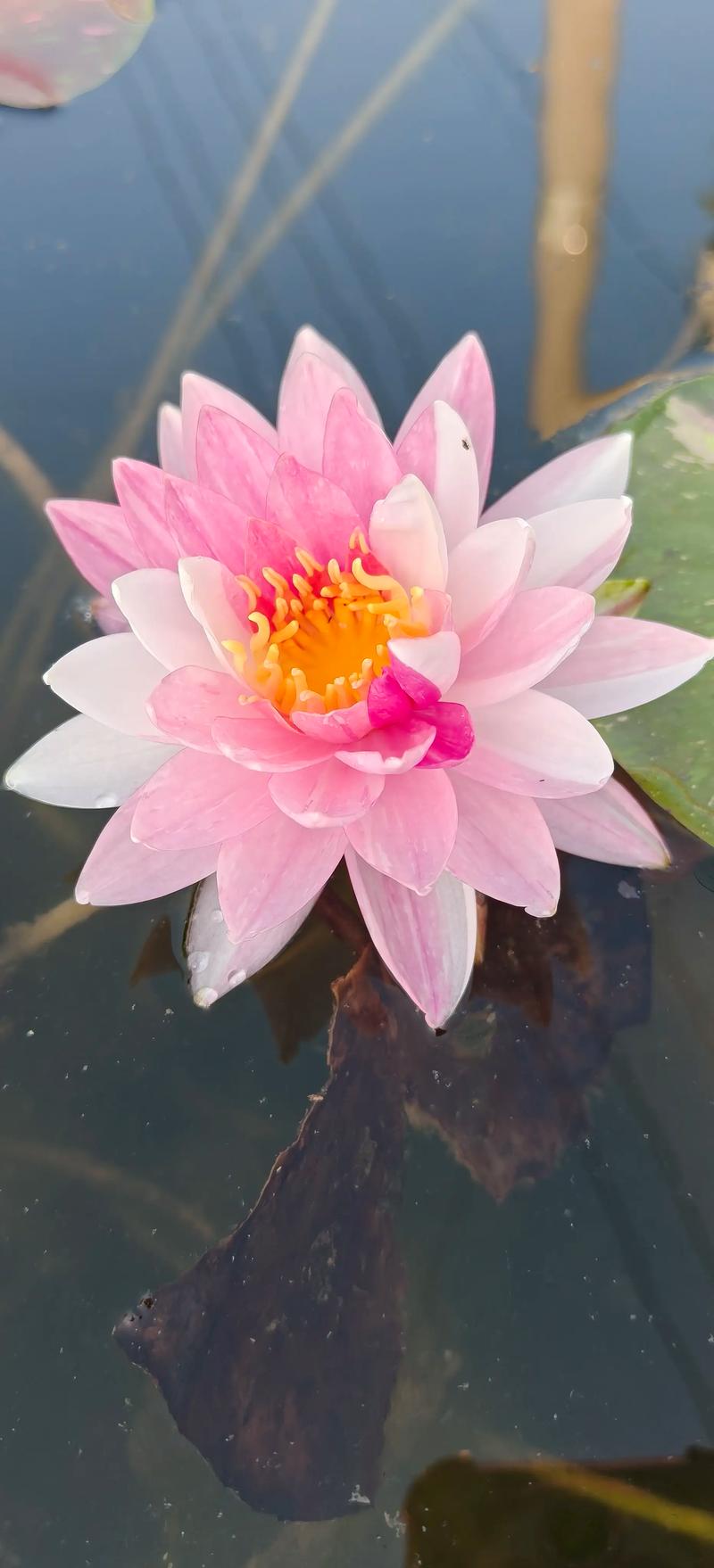 睡莲单朵花期与全年观赏期全解析 睡莲单朵花期与全年观赏期全解析
