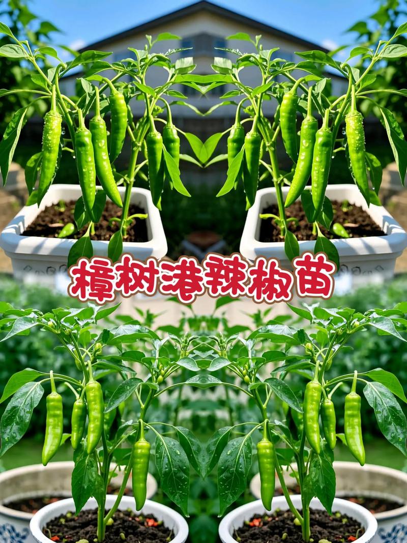 樟树可以种在家门口吗?科学选址与种植全指南 一、科学评估:家门口种樟树的可行性