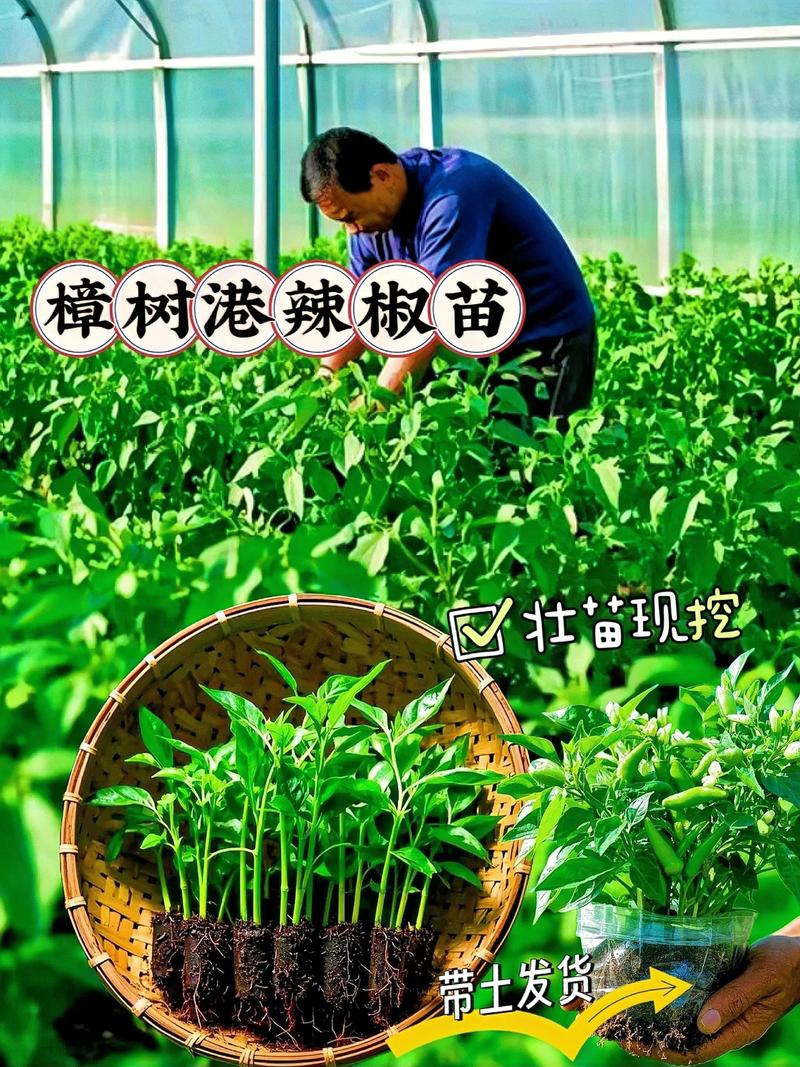 樟树可以种在家门口吗?科学选址与种植全指南 二、科学种植操作指南(基于地栽场景)