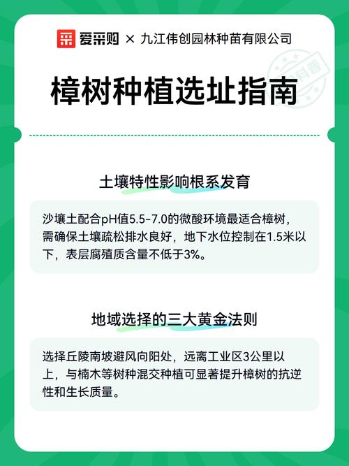 樟树可以种在家门口吗?科学选址与种植全指南 三、最终结论:樟树可以种在家门口吗?