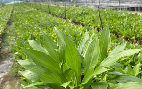 宿根花卉是什么意思？定义、分类与园林应用全解析