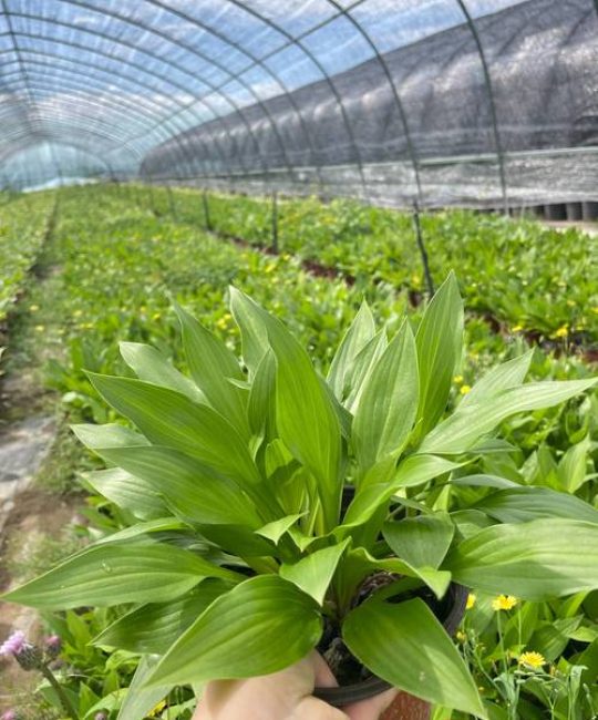 宿根花卉是什么意思？定义、分类与园林应用全解析