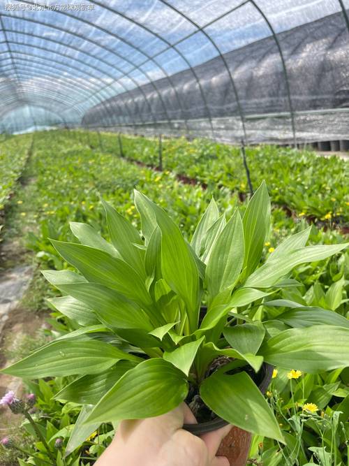 宿根花卉是什么意思？定义、分类与园林应用全解析