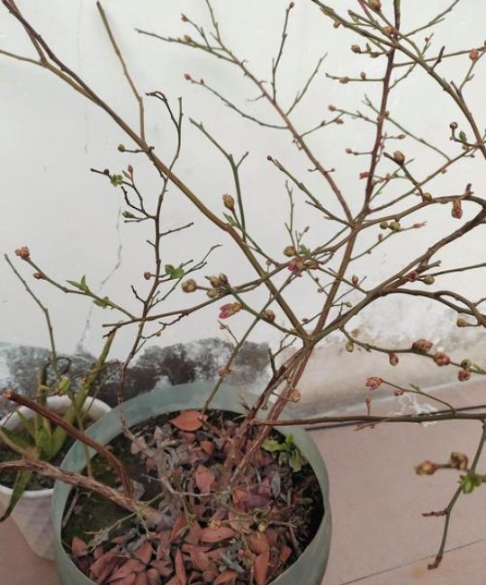 蓝莓树会落叶吗？详解其生长习性与南北养护要点