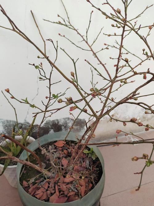 蓝莓树会落叶吗?详解其生长习性与南北养护要点 蓝莓树会落叶吗?详解其生长习性与南北养护要点