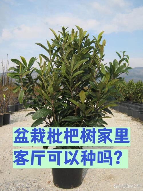枇杷树在北方能种植吗?阳台盆栽与庭院种植全攻略 八、 成活注意事项(特别是北方越冬)