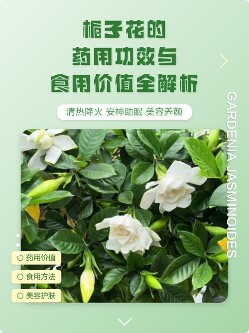 栀子花的香味对人的身体好不好?食用、药用及安全性全解析 四、注意事项:特殊人群与禁忌