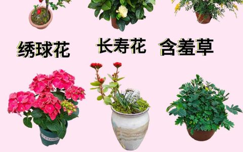 春天种什么盆栽花？这三种好养又好看，新手也能轻松上手