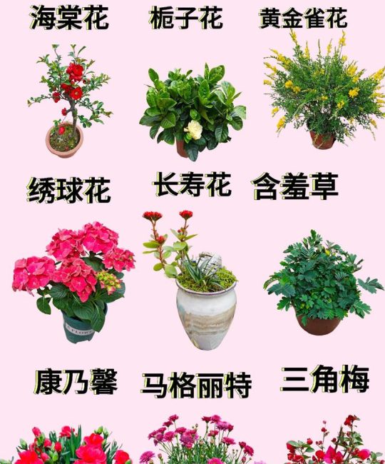 春天种什么盆栽花？这三种好养又好看，新手也能轻松上手