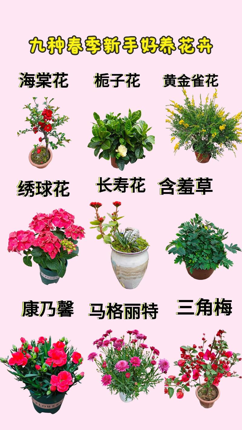 春天种什么盆栽花?这三种好养又好看,新手也能轻松上手 春天种什么盆栽花?这三种好养又好看,新手也能轻松上手