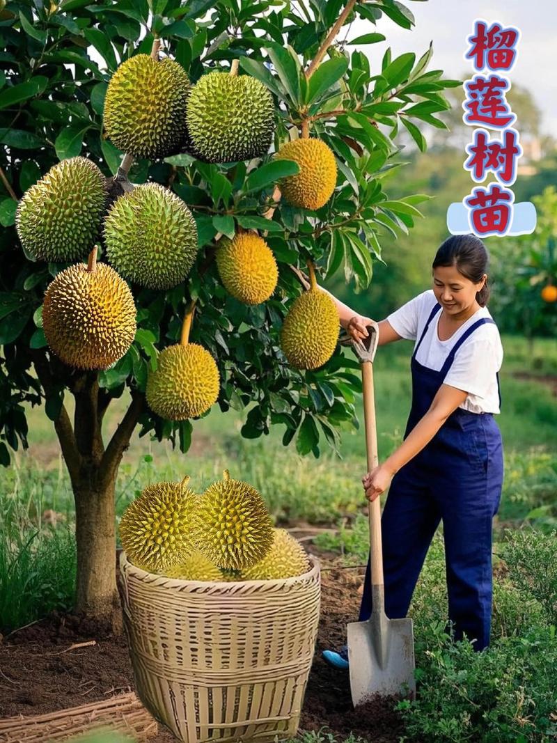 五、浇定根水