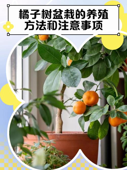 桔子树小苗怎么养?从浇水到越冬的6个关键养护要点 光照:全日照环境最理想,每天6-8小时直射光利于小苗积累养分
