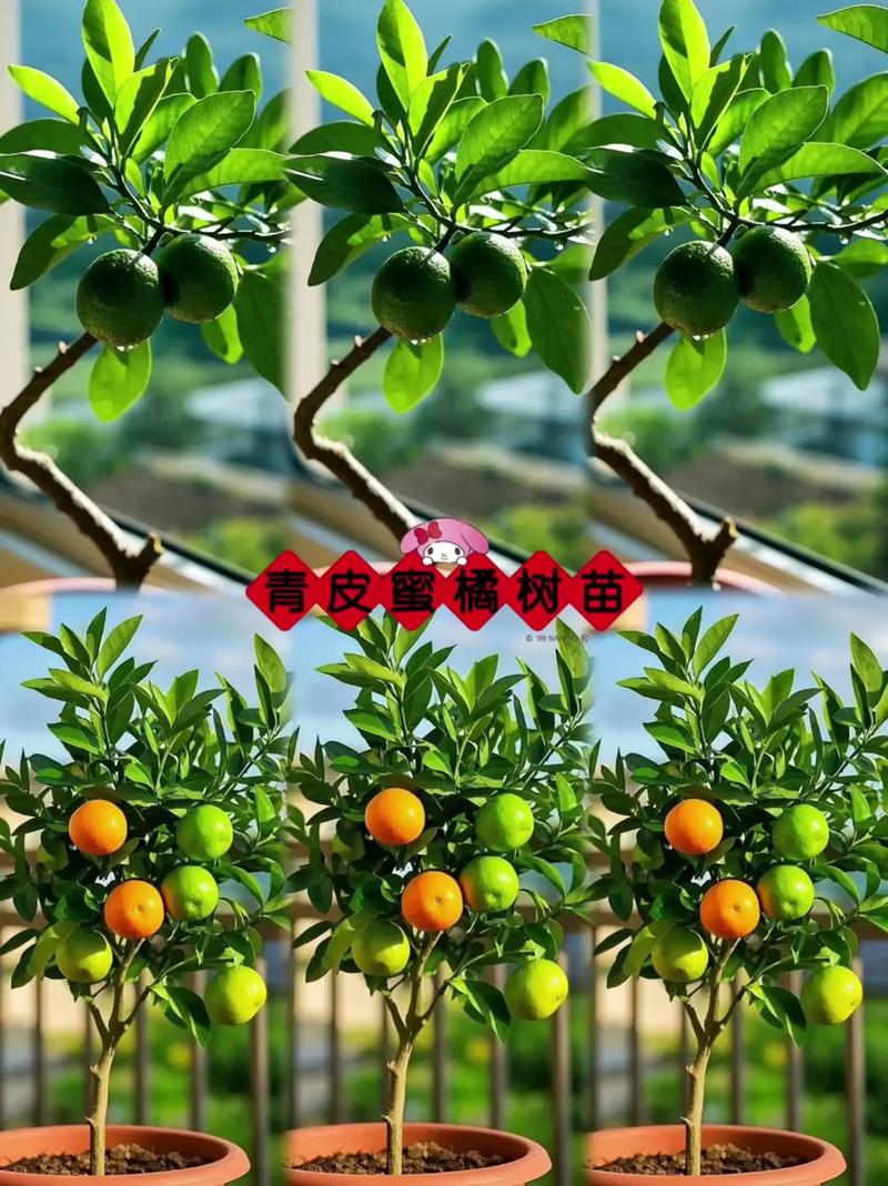 桔子树小苗怎么养?从浇水到越冬的6个关键养护要点 修剪:小苗以轻剪为主,重点塑造主干和3-4个主枝的基本骨架