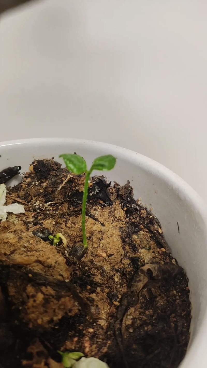 桔子树小苗怎么养?从浇水到越冬的6个关键养护要点 越冬越夏:小苗抗寒性弱,冬季保温是关键;夏季防暴晒、保水分