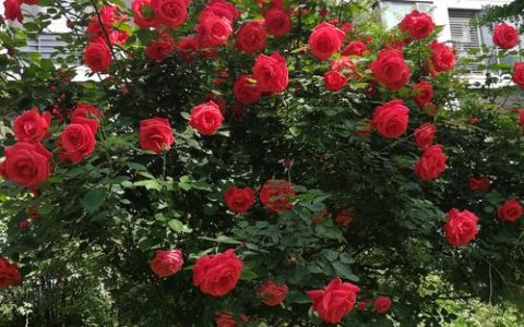 院子里栽月季花好不好？科学解答与庭院养护全攻略