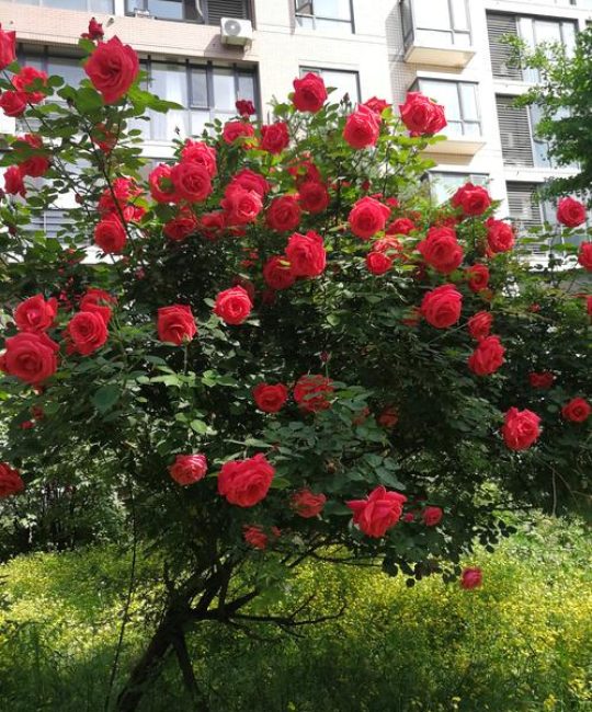 院子里栽月季花好不好？科学解答与庭院养护全攻略