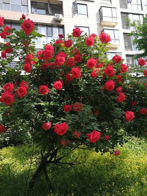 院子里栽月季花好不好？科学解答与庭院养护全攻略