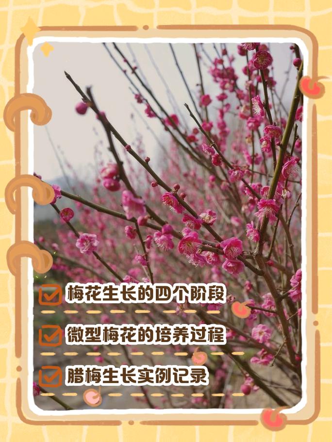 四、盆栽梅花怎么长出来？关键栽培要点