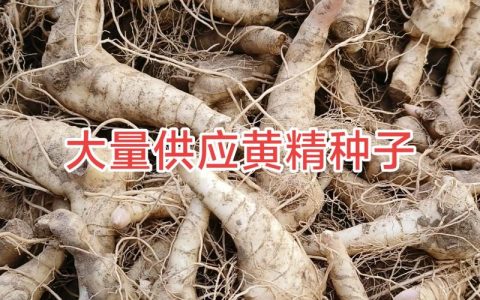 种一亩黄精利润多少？全面解析黄精种植成本与收益
