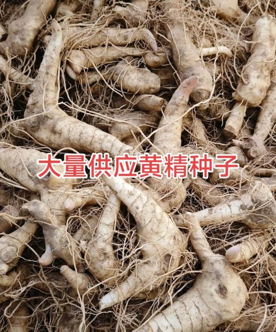 种一亩黄精利润多少？全面解析黄精种植成本与收益