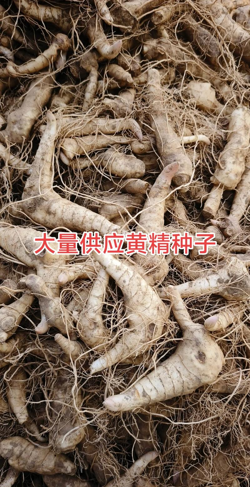 种一亩黄精利润多少？全面解析黄精种植成本与收益