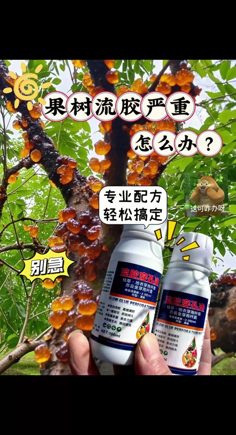 杏树流胶病能自愈吗？专业防治与种植指南