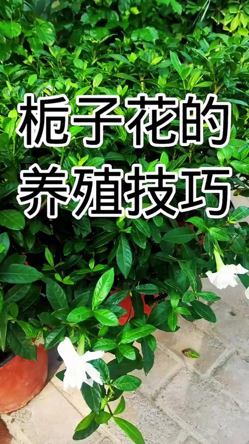 缓苗管理