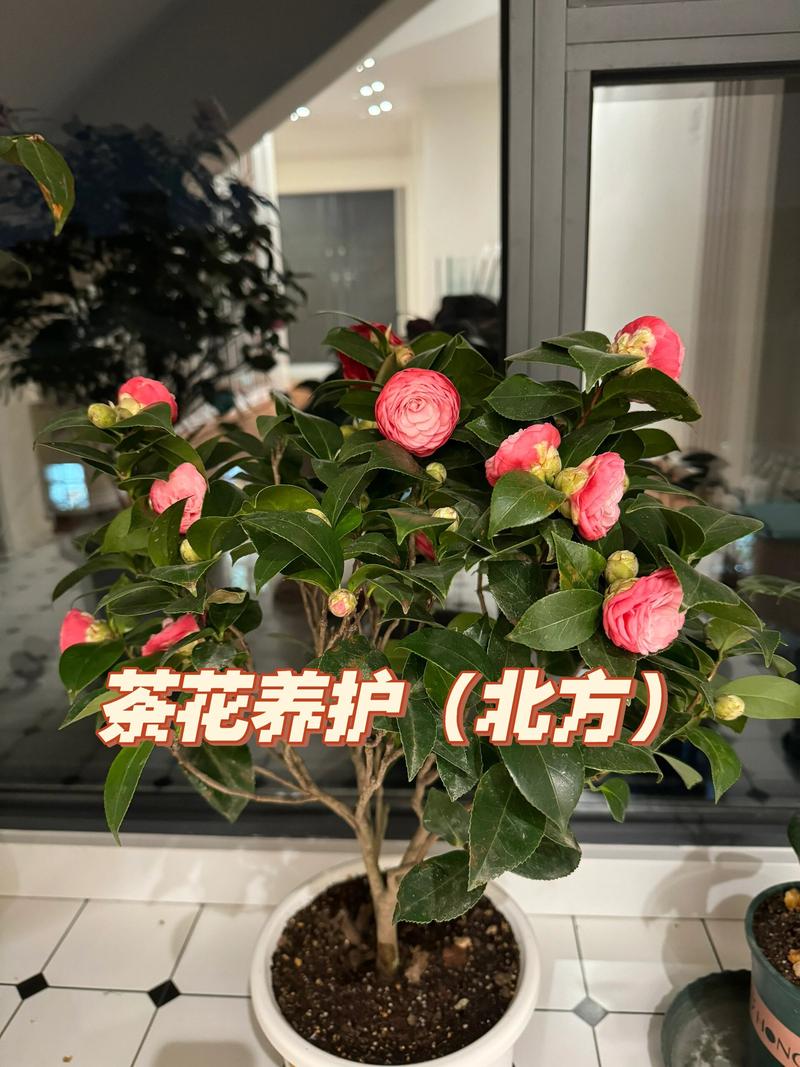 盆栽茶花耐寒温度是多少?精准数据与南北越冬方案详解 三、南北差异化越冬方案