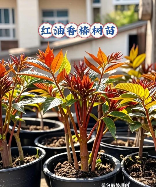 香椿树种植时间及技术要点：从选苗到成活的7个关键步骤