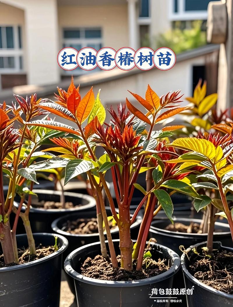 香椿树种植时间及技术要点:从选苗到成活的7个关键步骤 香椿树种植时间及技术要点:从选苗到成活的7个关键步骤