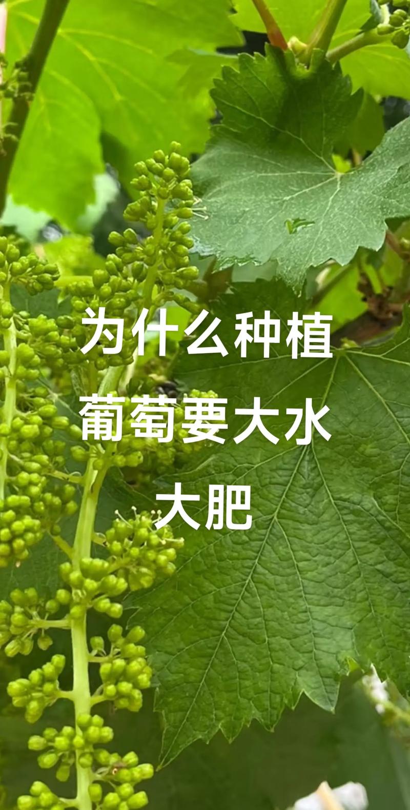 葡萄上什么肥料长得快——家庭种植全周期施肥指南 施肥:不同生长阶段,用对肥料,是葡萄长得快的核心