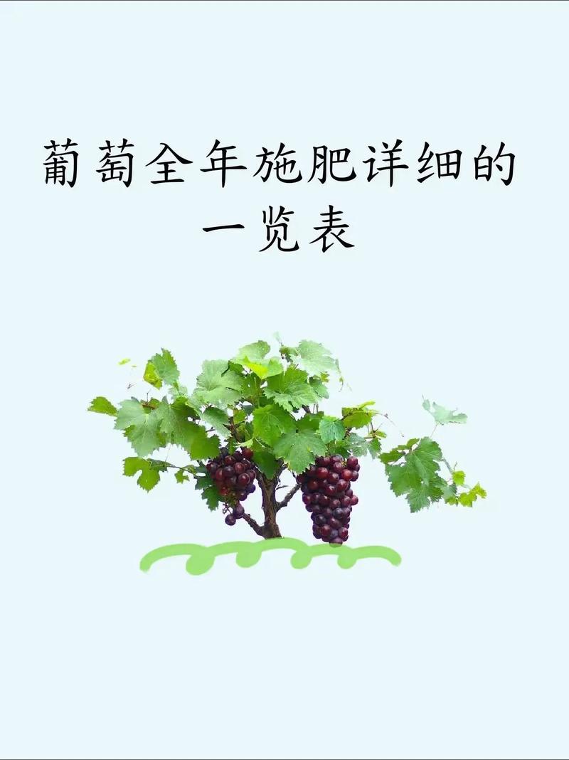 葡萄上什么肥料长得快——家庭种植全周期施肥指南 越冬越夏:南方注意防寒,北方注意防冻,夏季注意防日灼