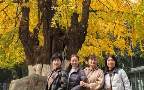银杏树养护全指南：喜旱还是喜水？移栽成活与树形管理详解